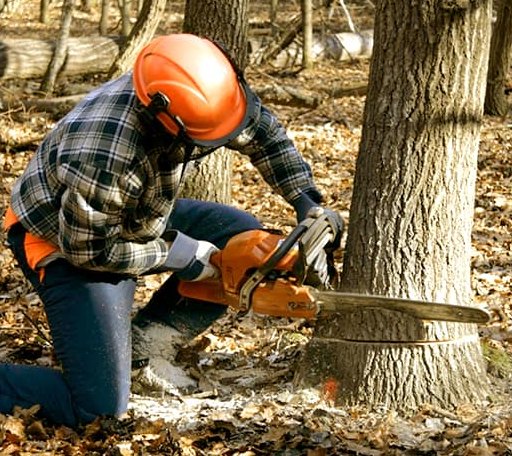 Tree Removal in Fredericksburg, IA
